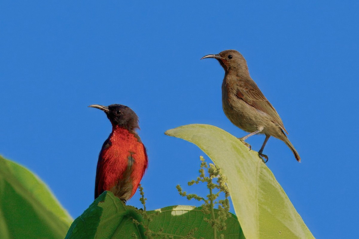 Red-bellied Myzomela - ML646122308