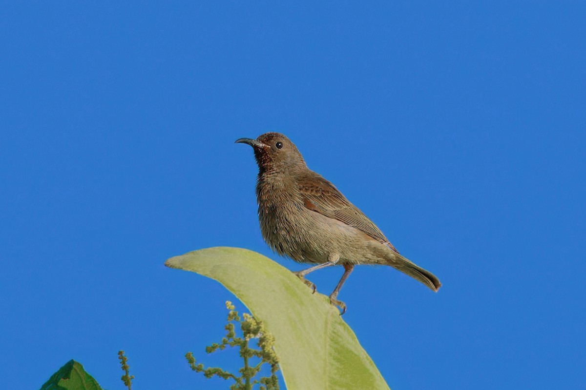 Red-bellied Myzomela - ML646122309