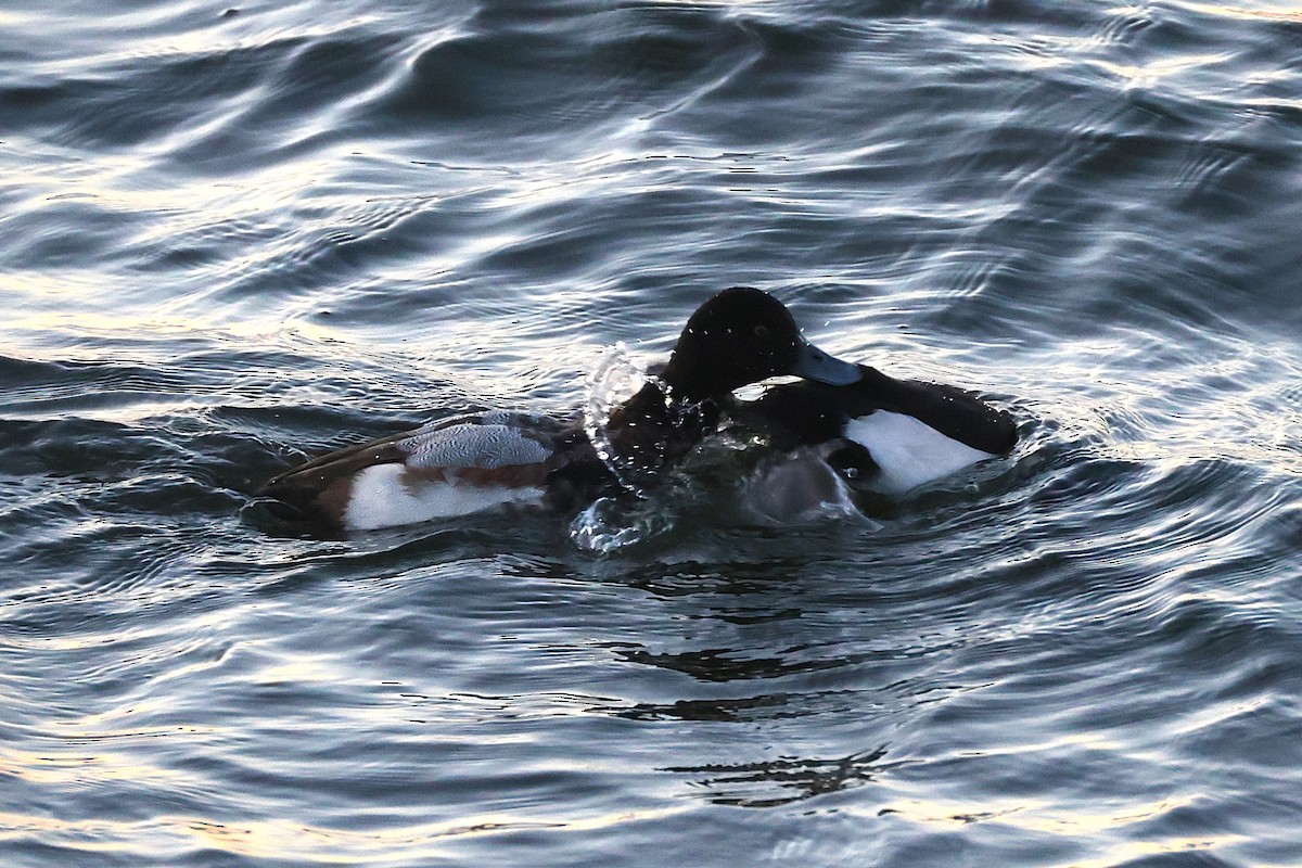 bergand - ML646122310