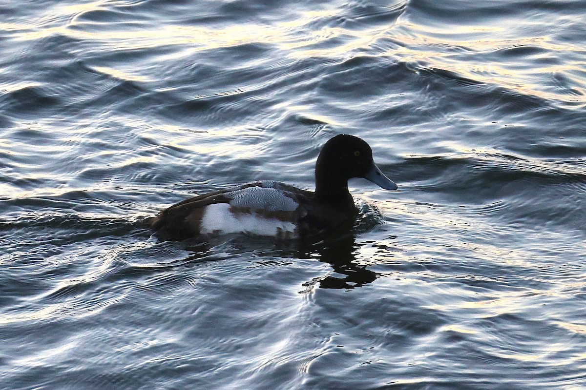 bergand - ML646122311