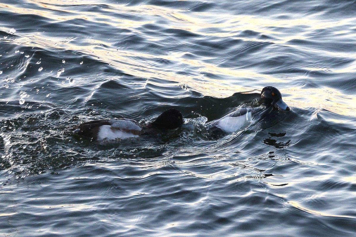 bergand - ML646122312