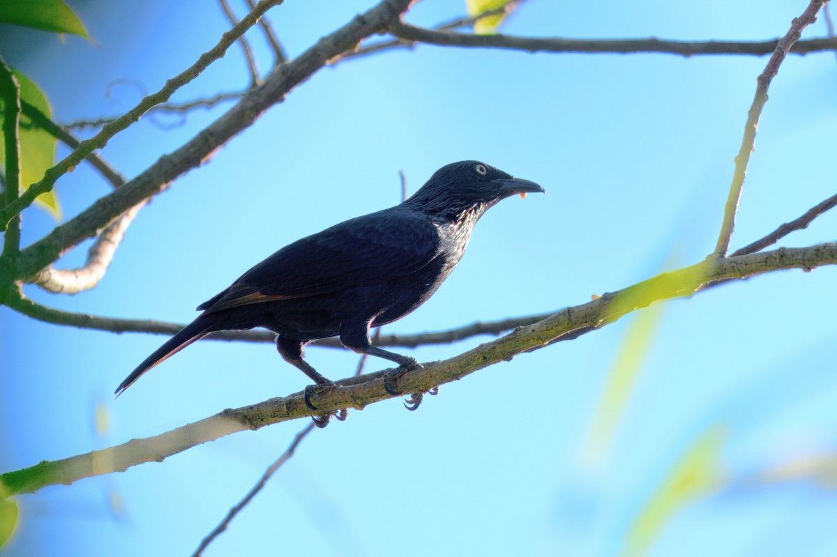 Brown-winged Starling - ML646122318