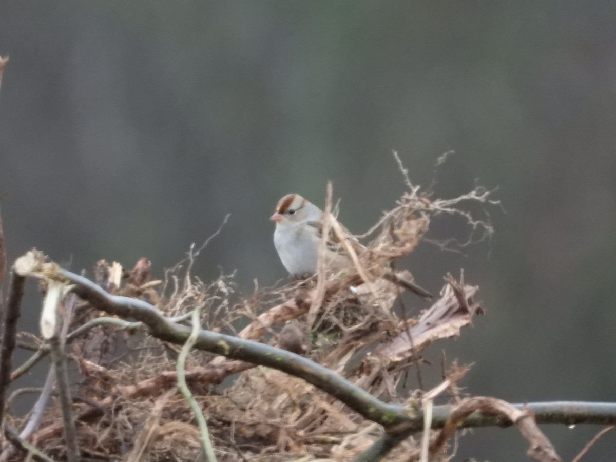 White-crowned Sparrow - ML646122327
