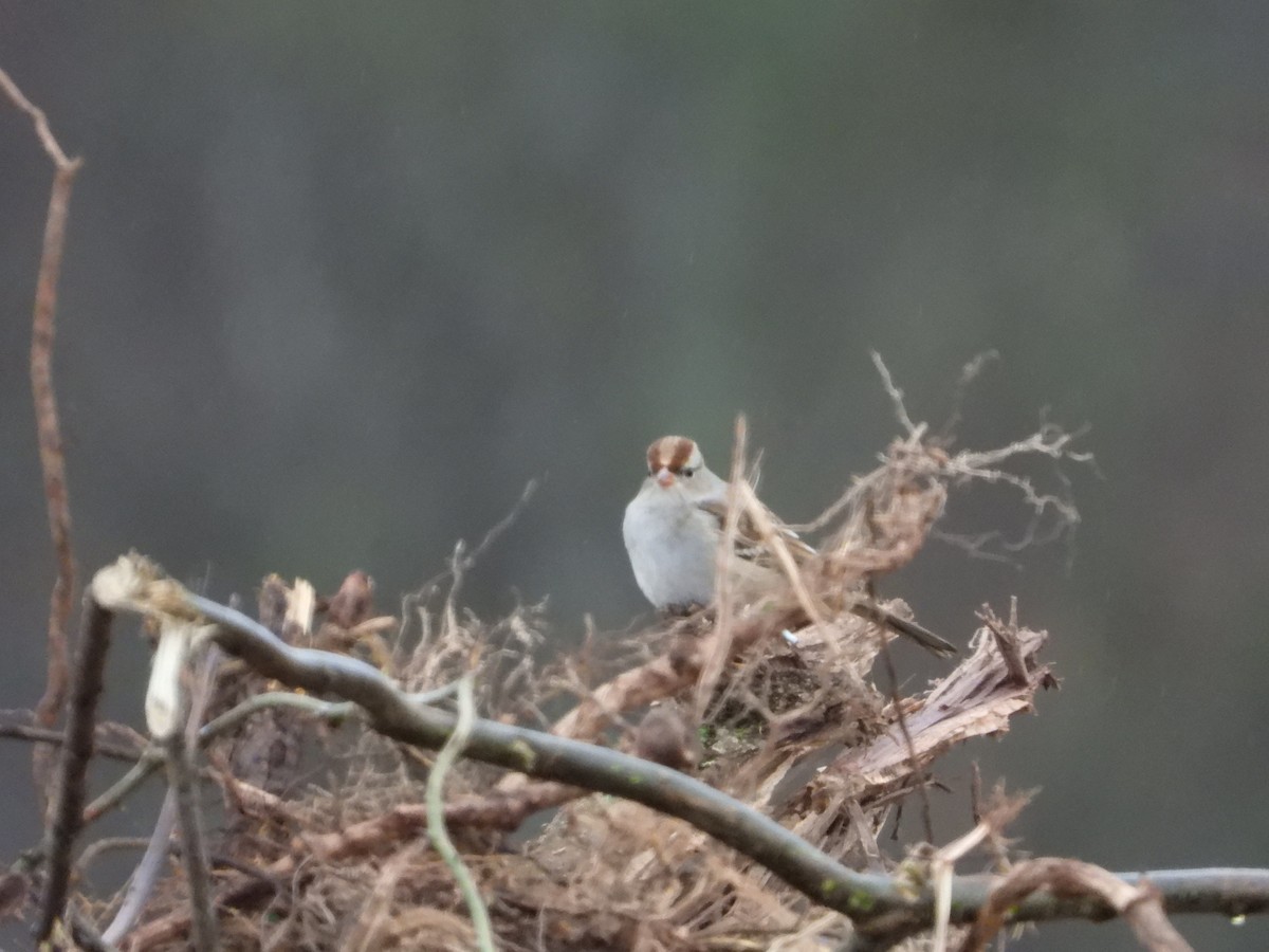 White-crowned Sparrow - ML646122328
