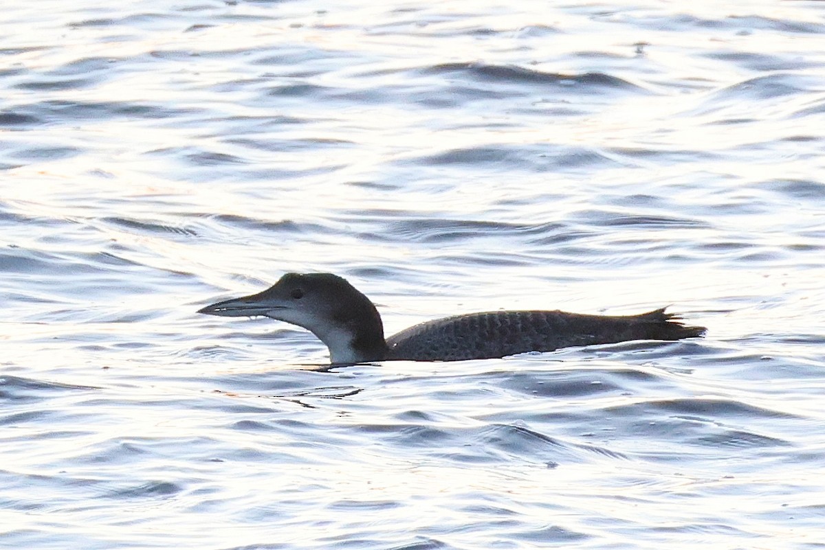 potáplice lední - ML646122329