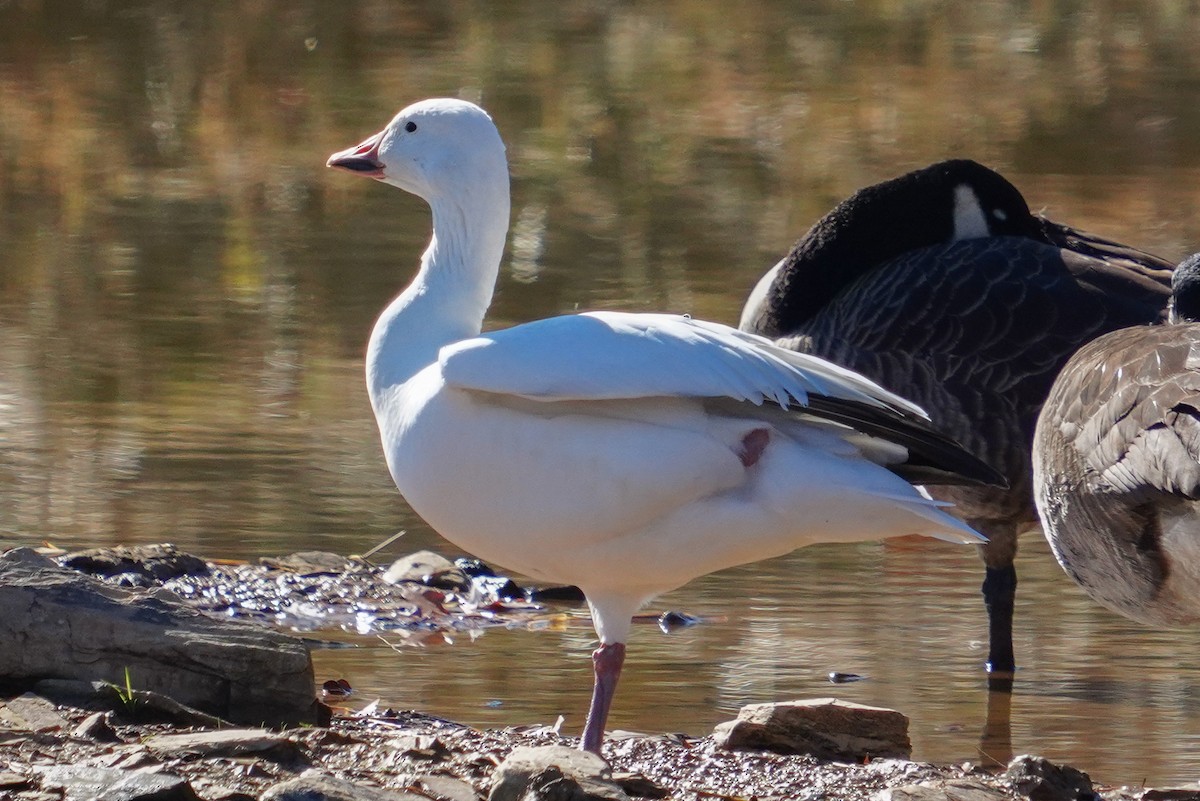 Snow Goose - ML646122336
