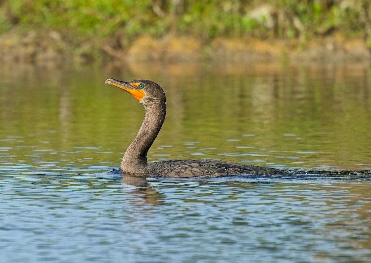 Double-crested Cormorant - ML646122346