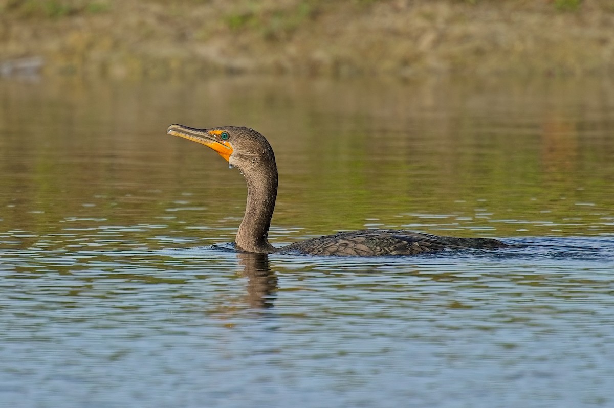 Double-crested Cormorant - ML646122347