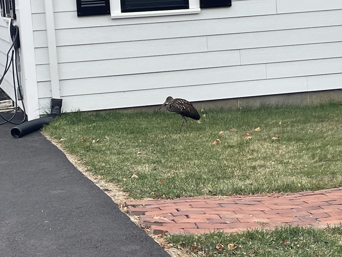 Limpkin - ML646122348