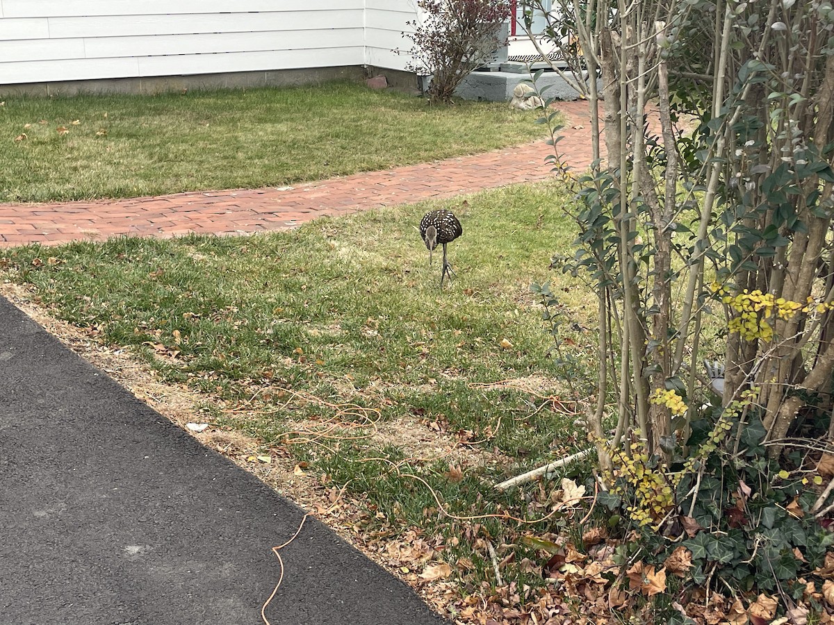 Limpkin - ML646122350