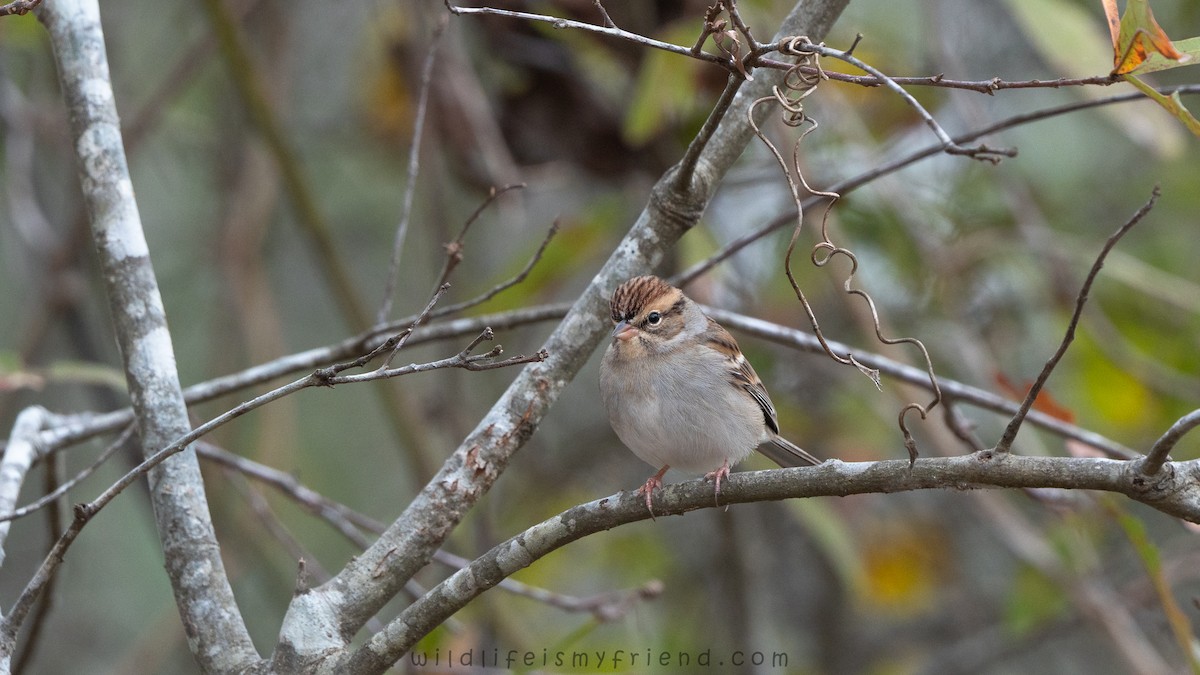 Chingolo Cejiblanco - ML646122352