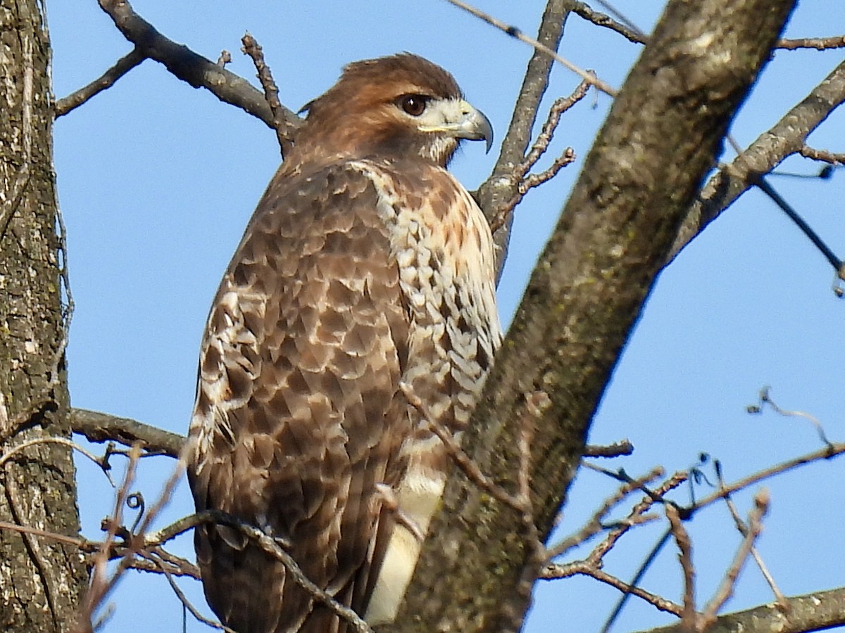 Busardo Colirrojo - ML646122354