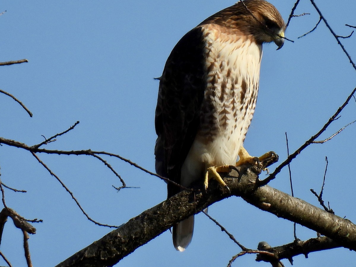 Busardo Colirrojo - ML646122355