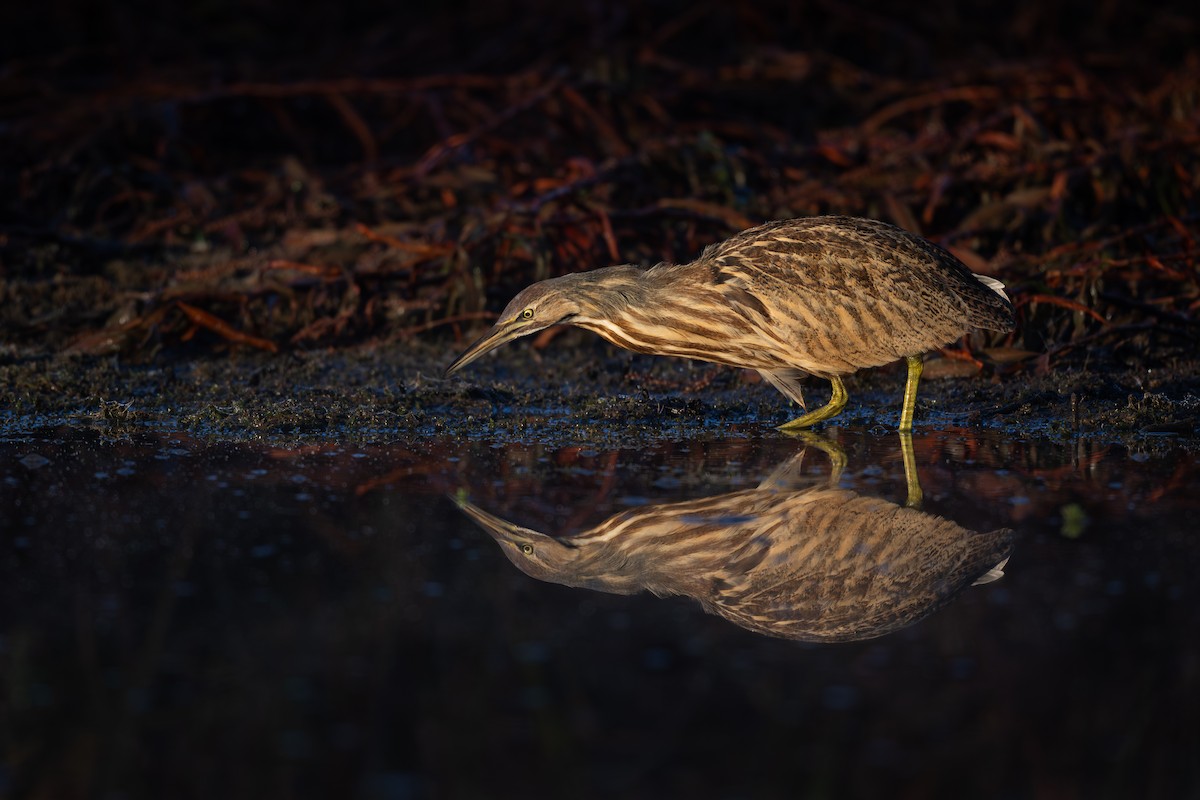 Avetoro Lentiginoso - ML646122356