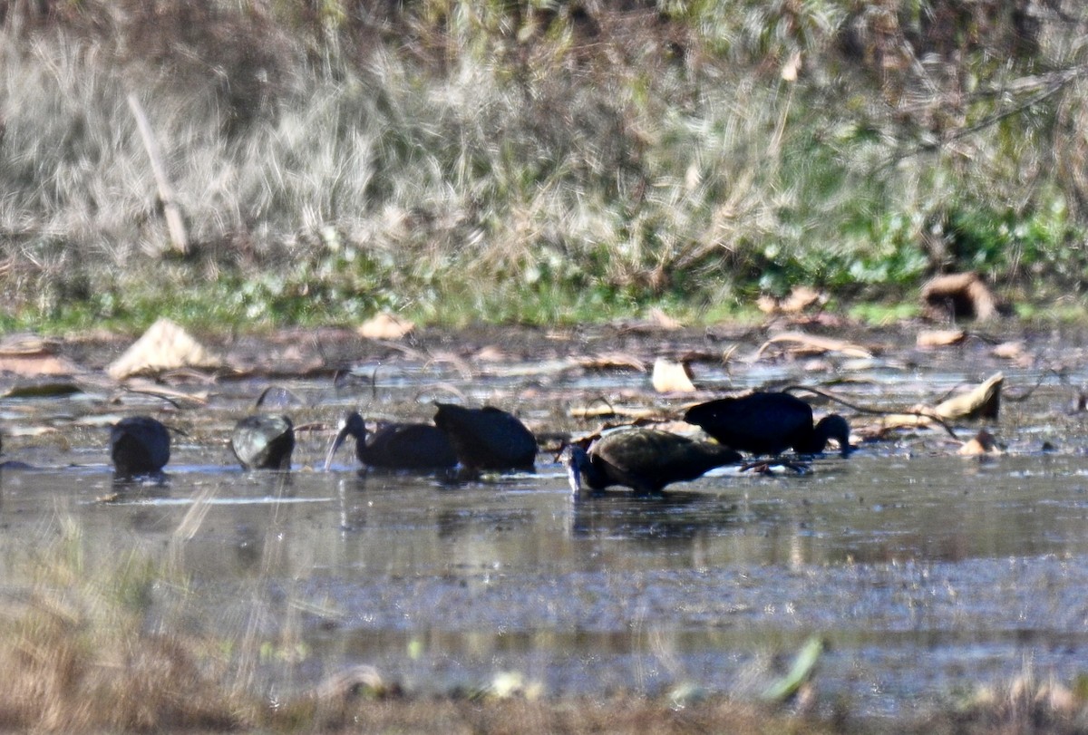 Morito Común/Cariblanco - ML646122357