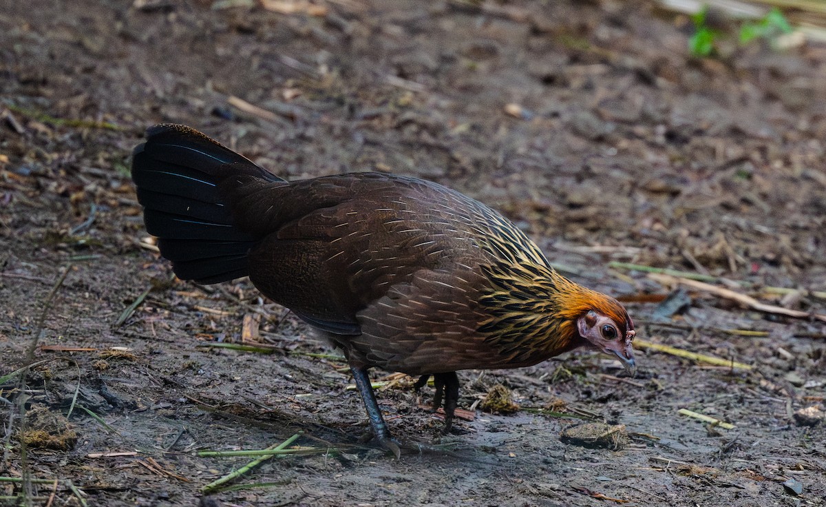 Gallo Bankiva - ML646122359