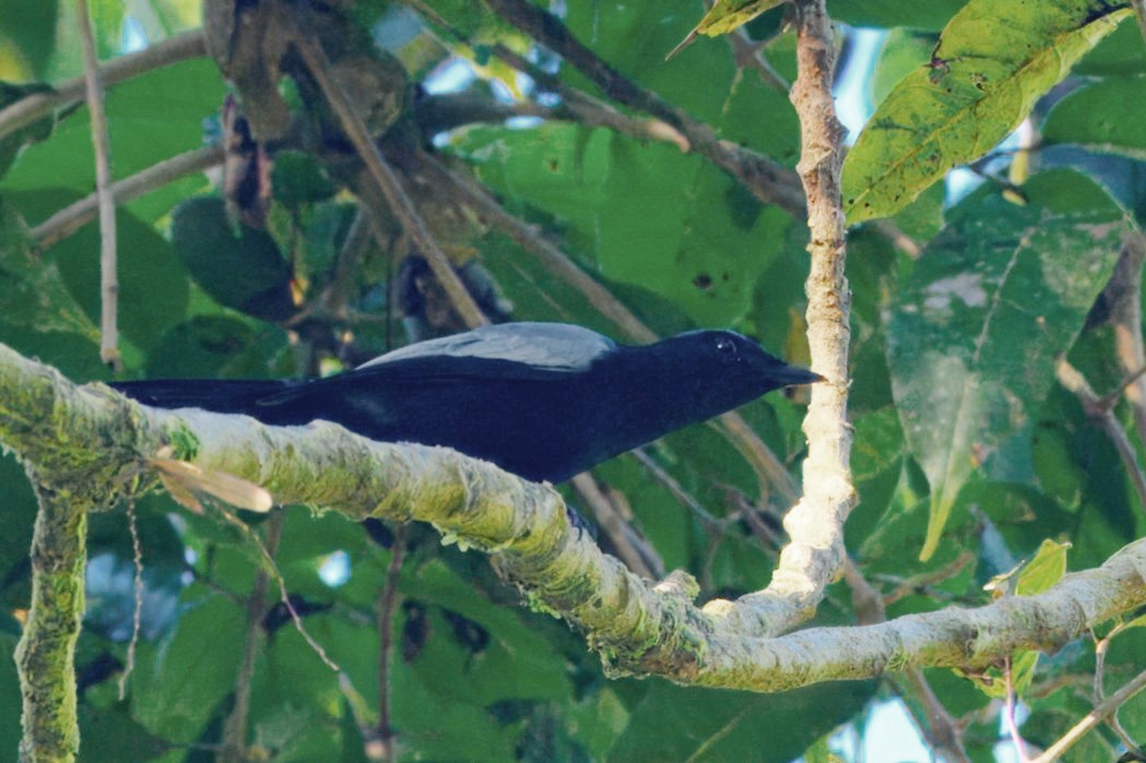 Oruguero de Malaita - ML646122361