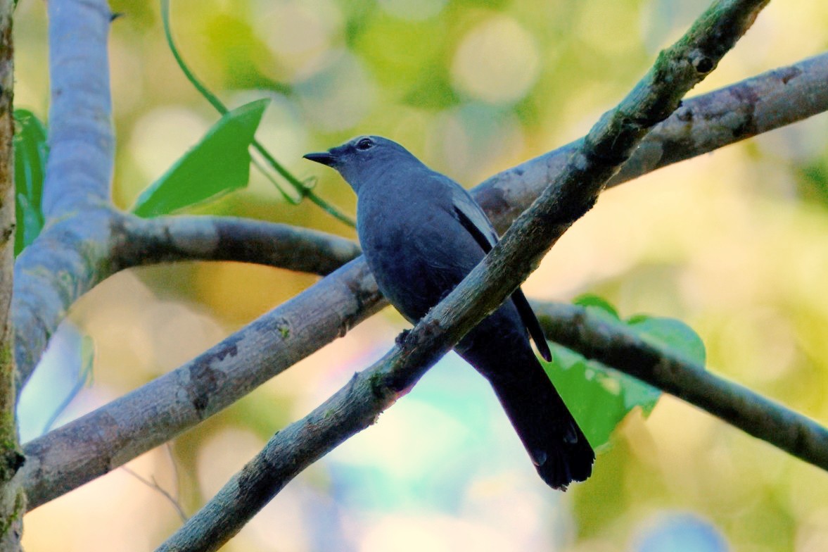 Oruguero de Malaita - ML646122362