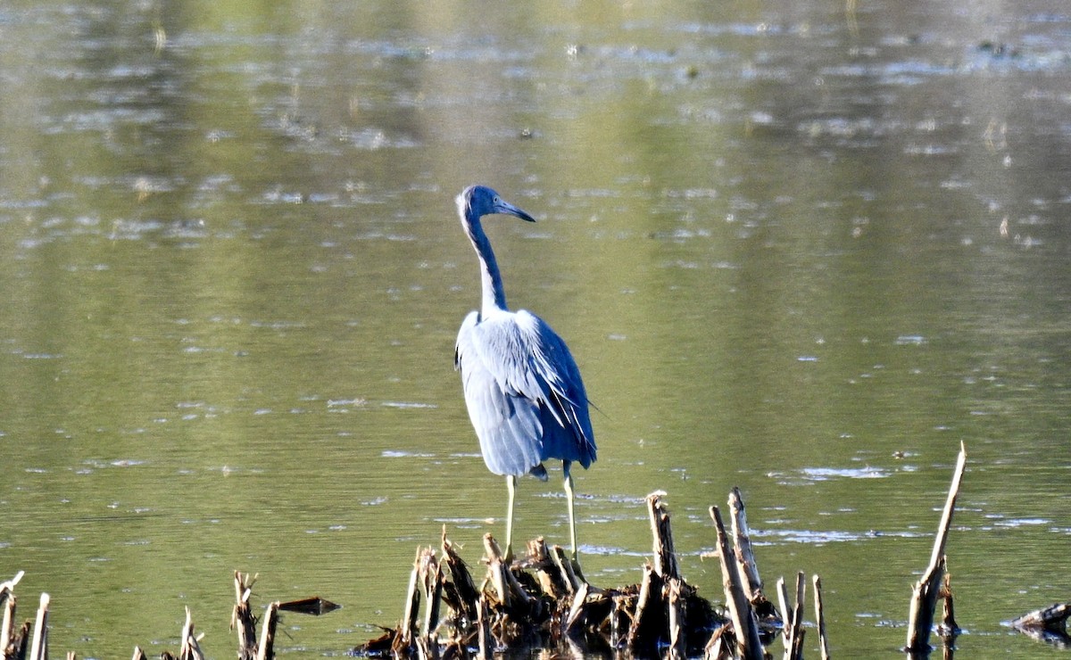 Garceta Azul - ML646122363
