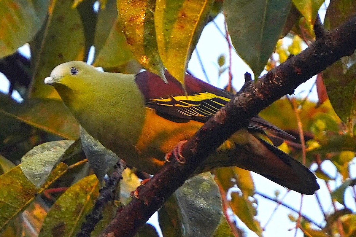 Vinago de Los Ghats - ML646122364