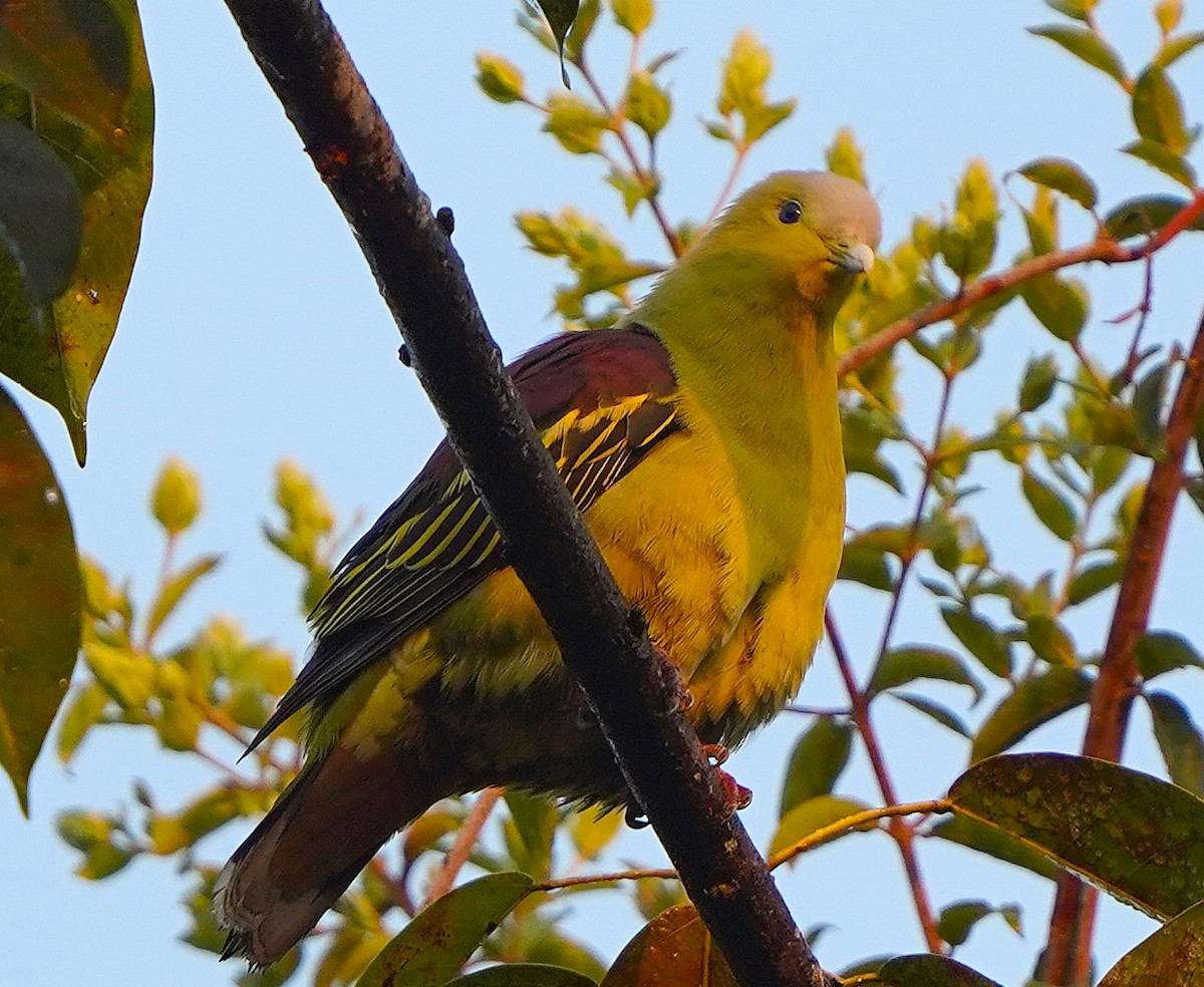Vinago de Los Ghats - ML646122365