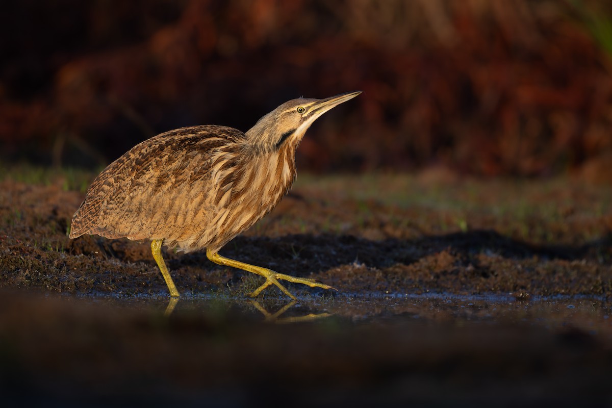 Avetoro Lentiginoso - ML646122367