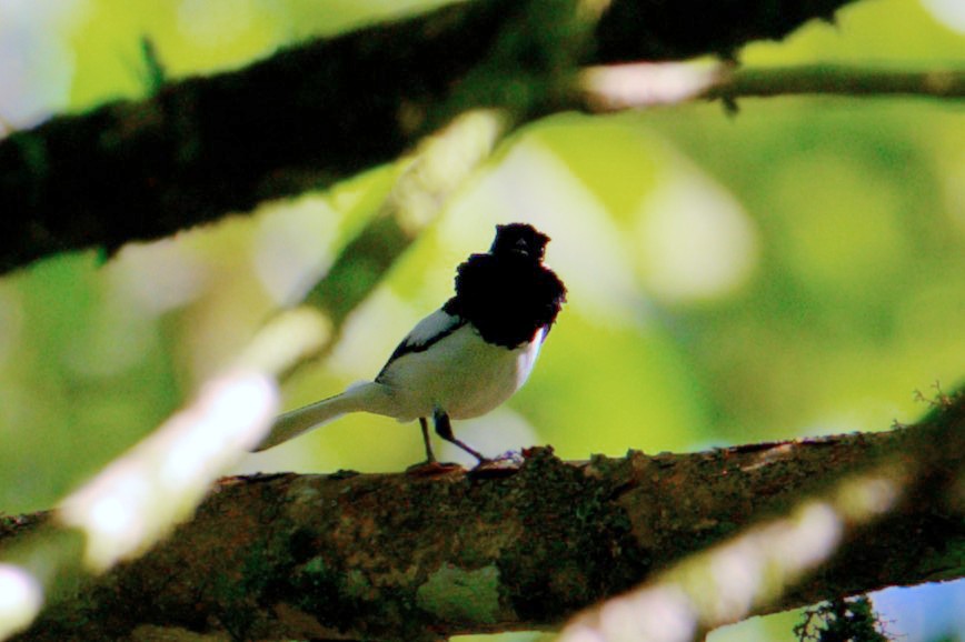 Monarca de Malaita - ML646122368