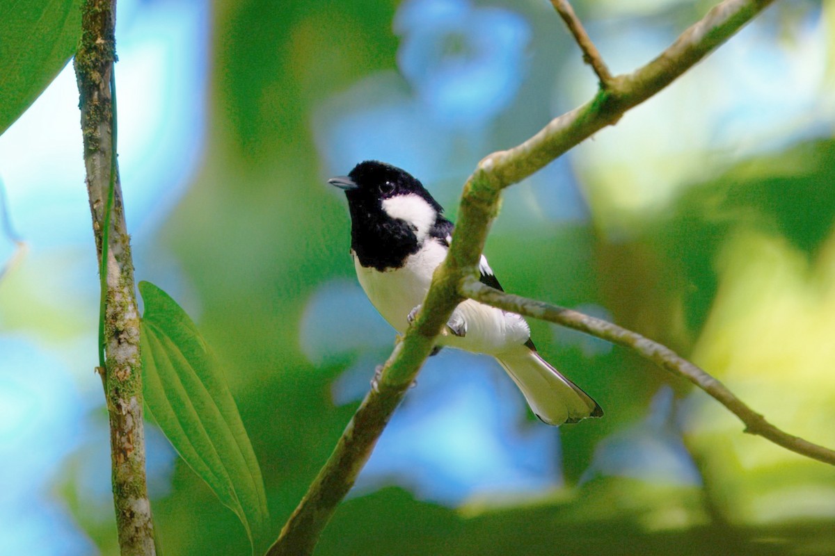 Monarca de Malaita - ML646122369