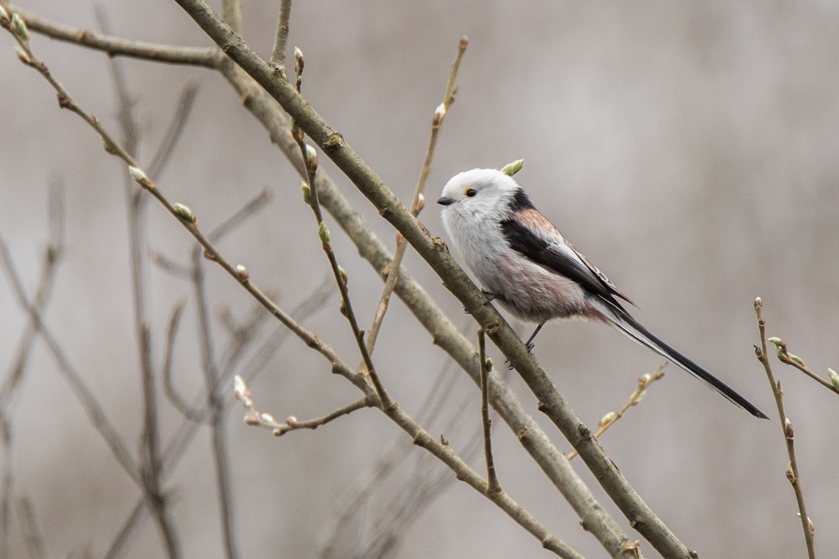 Mito Común - ML646122371