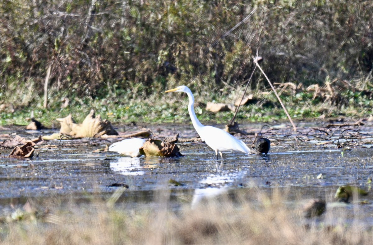 Garceta Grande - ML646122372