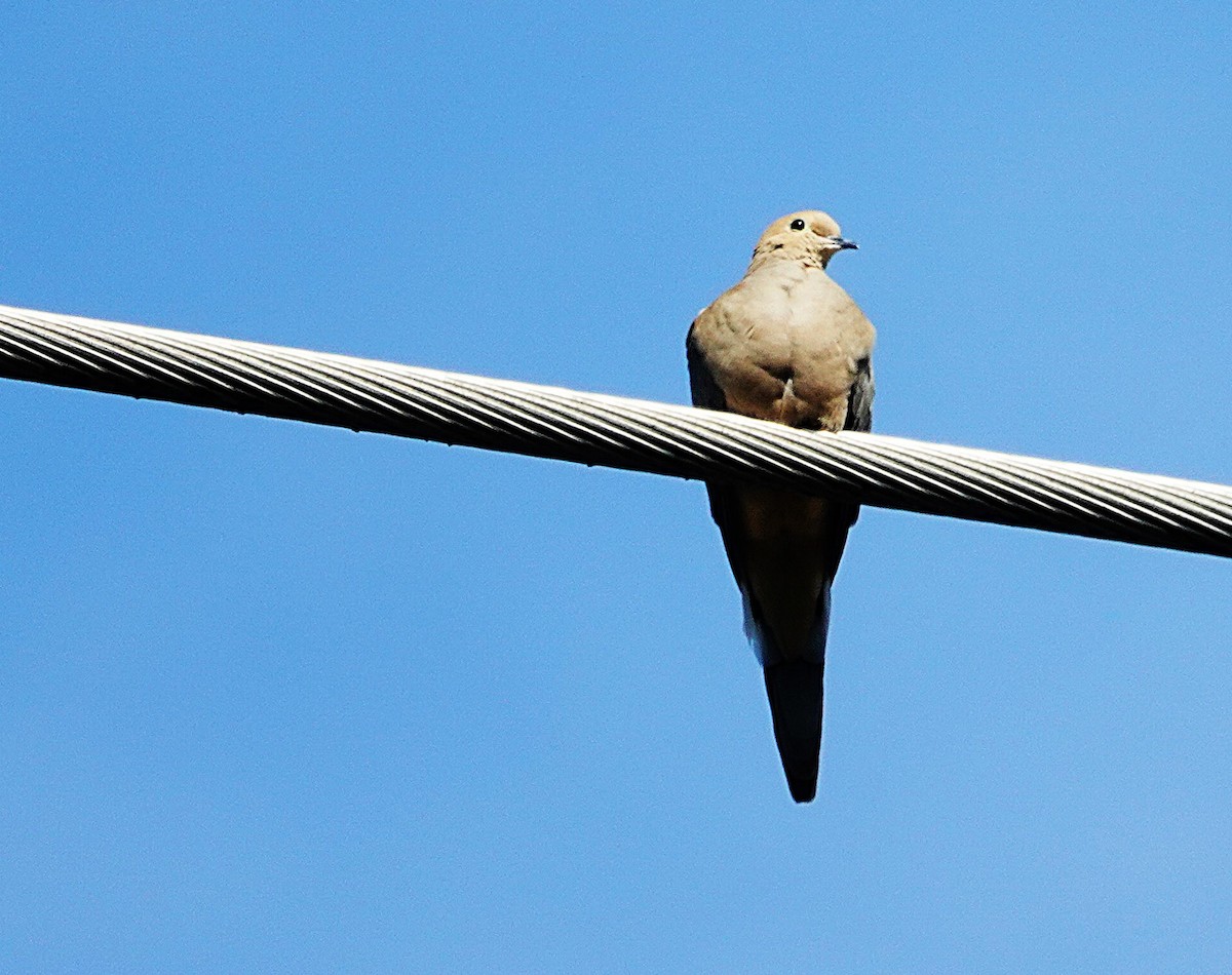 Zenaida Huilota - ML646122373