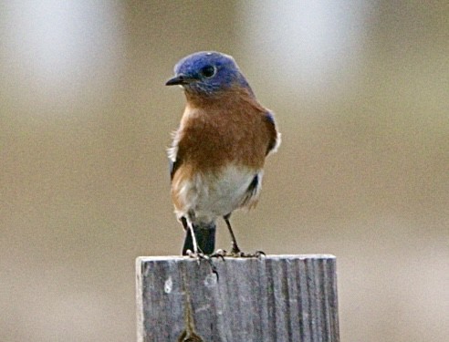 Azulejo Oriental - ML646122374