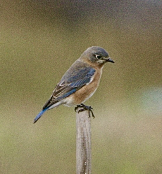 Azulejo Oriental - ML646122375