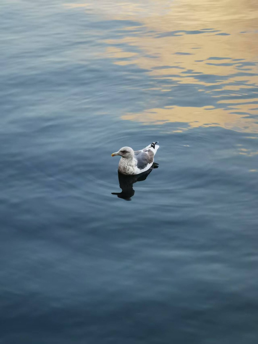 Gaviota de Kamchatka - ML646122378
