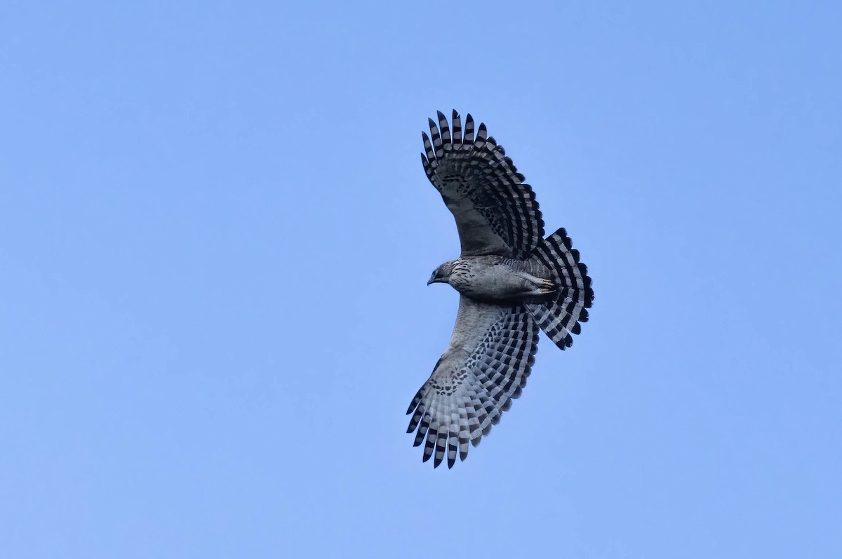 Águila Montañesa - ML646122379
