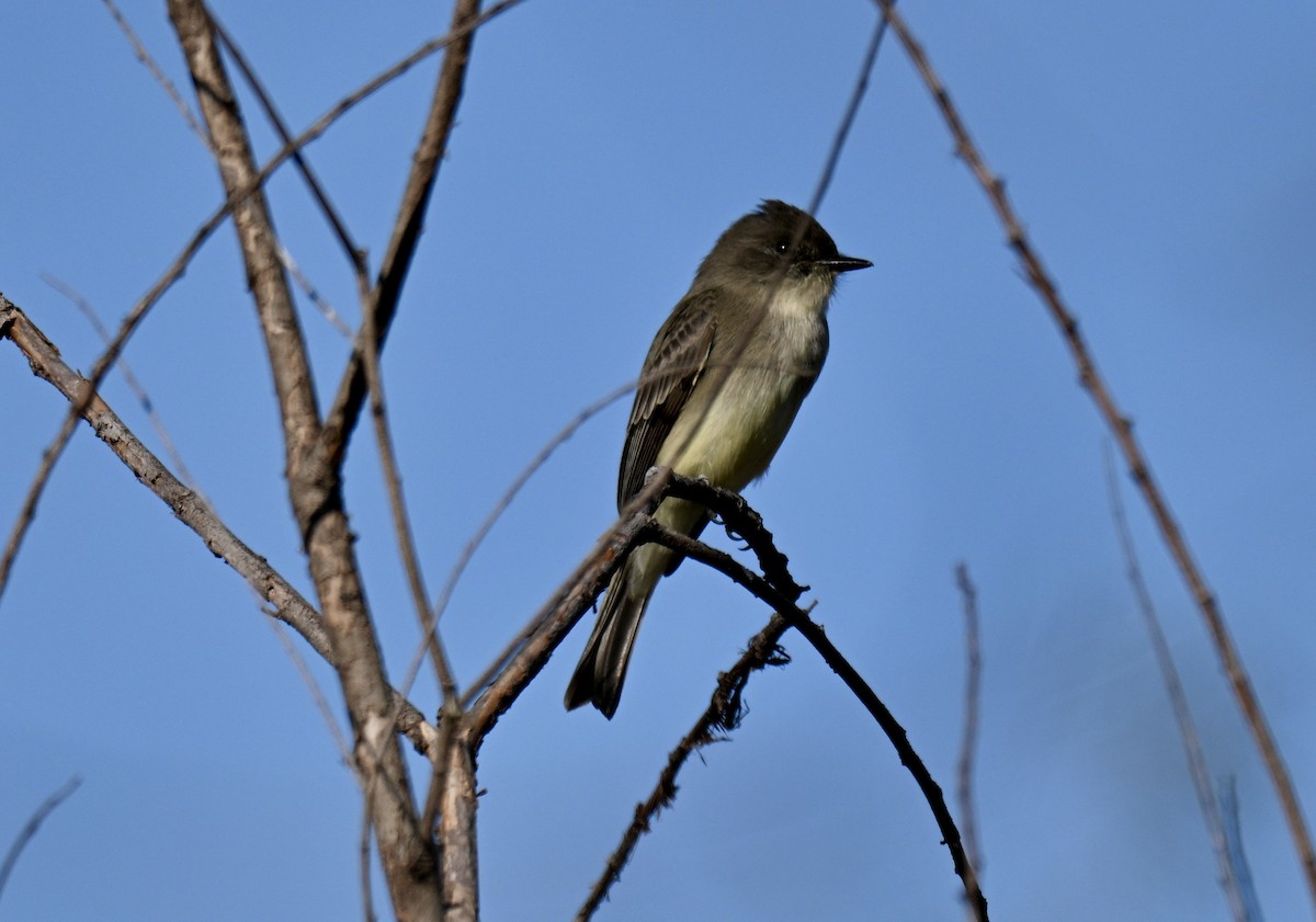 Mosquero Fibí - ML646122380