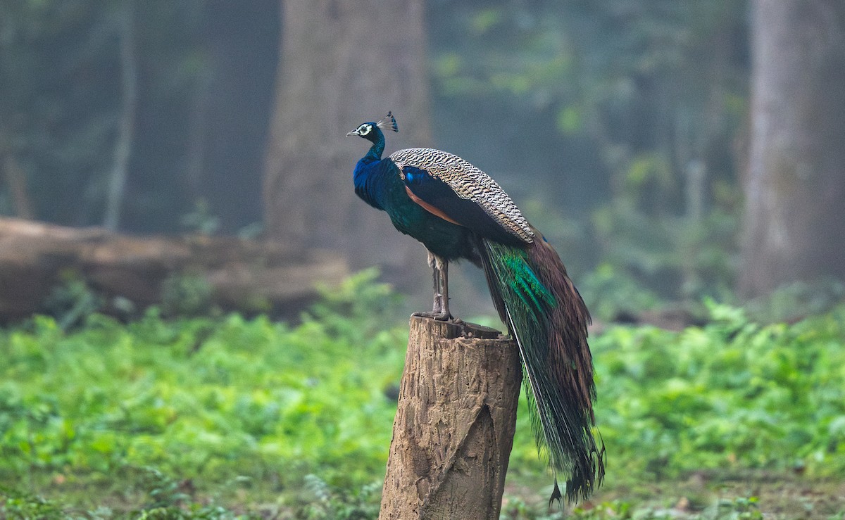 Pavo Real Común - ML646122381