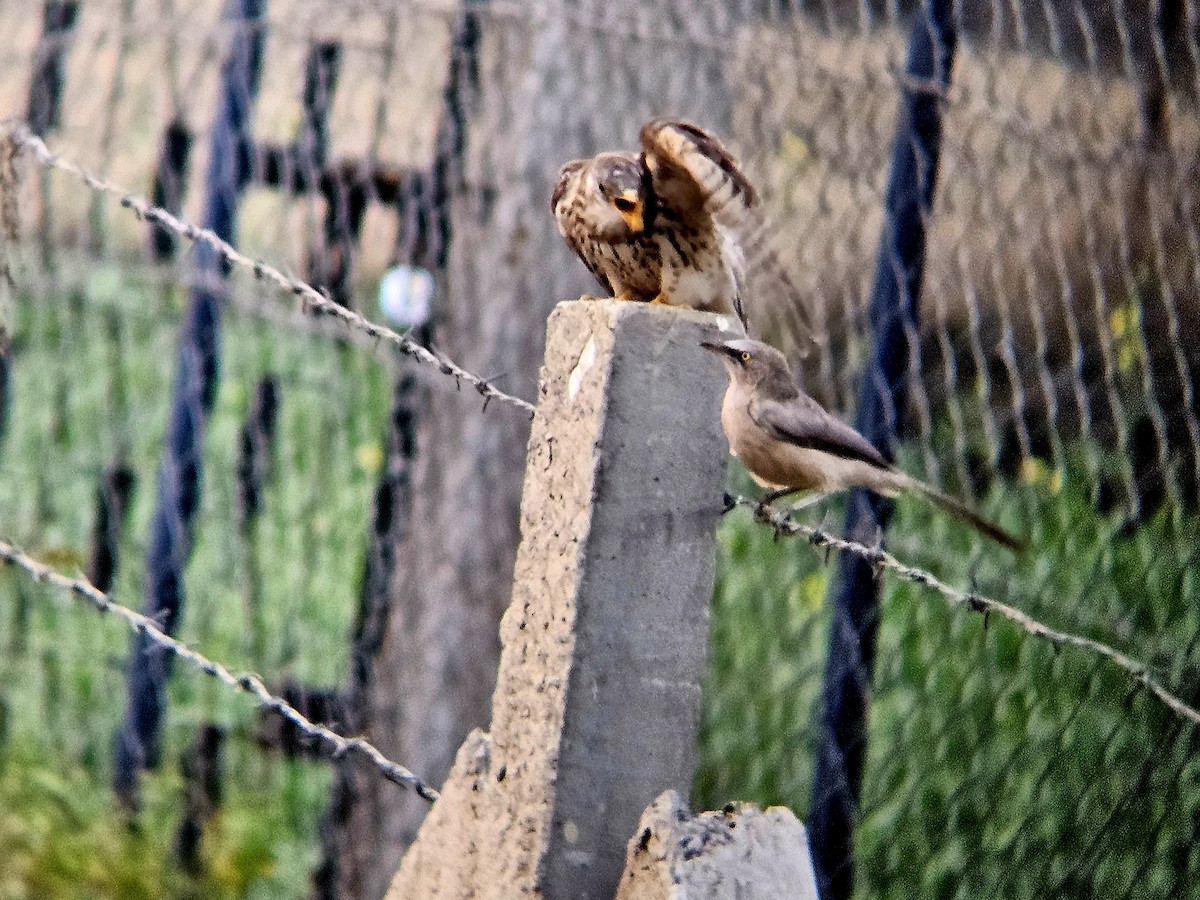 Turdoide Gris - ML646122384