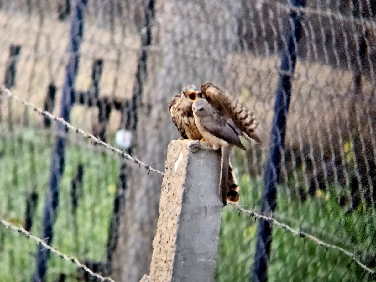 Turdoide Gris - ML646122385