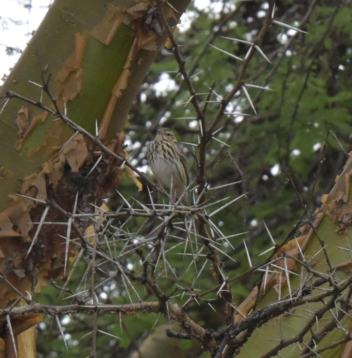 Bisbita Arbóreo - ML646122386