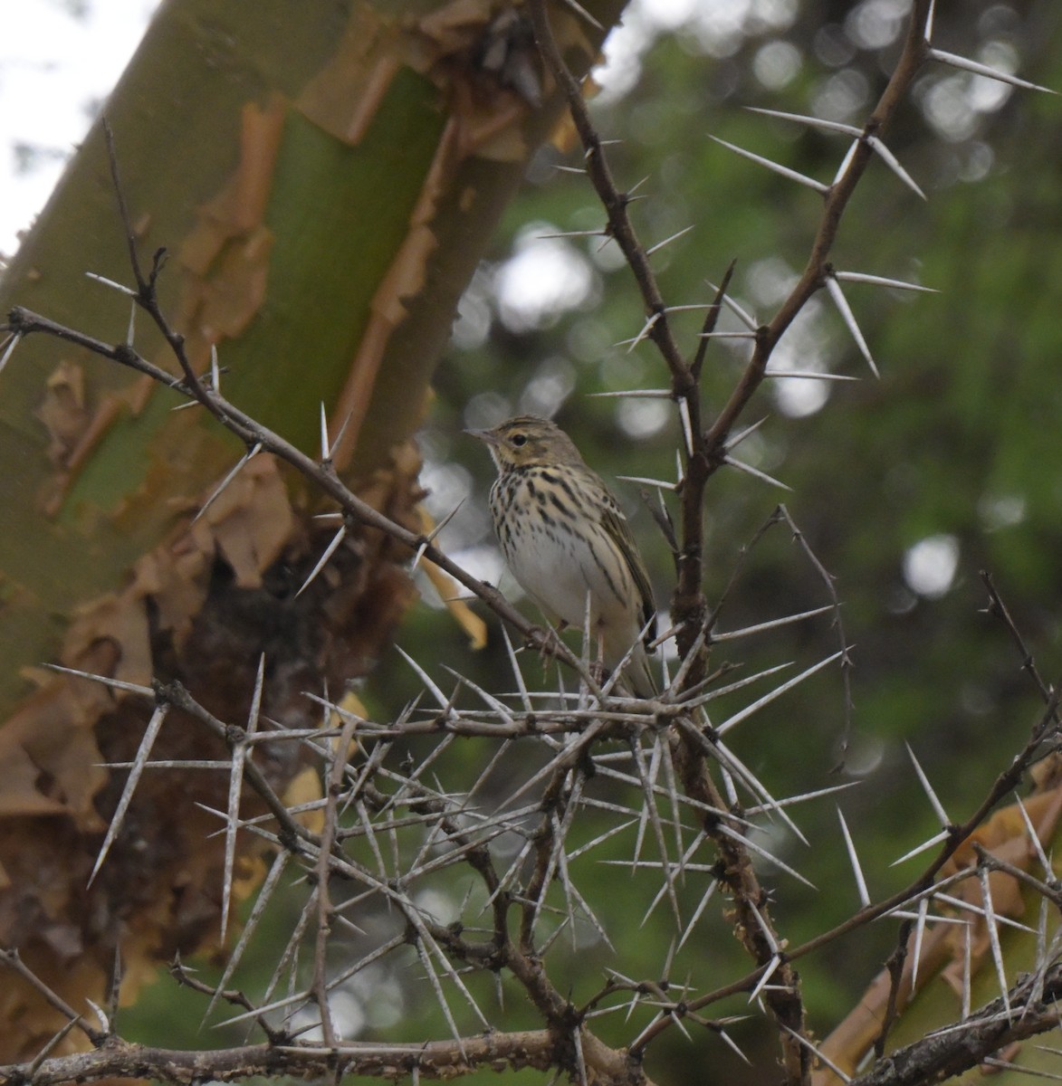 Bisbita Arbóreo - ML646122387