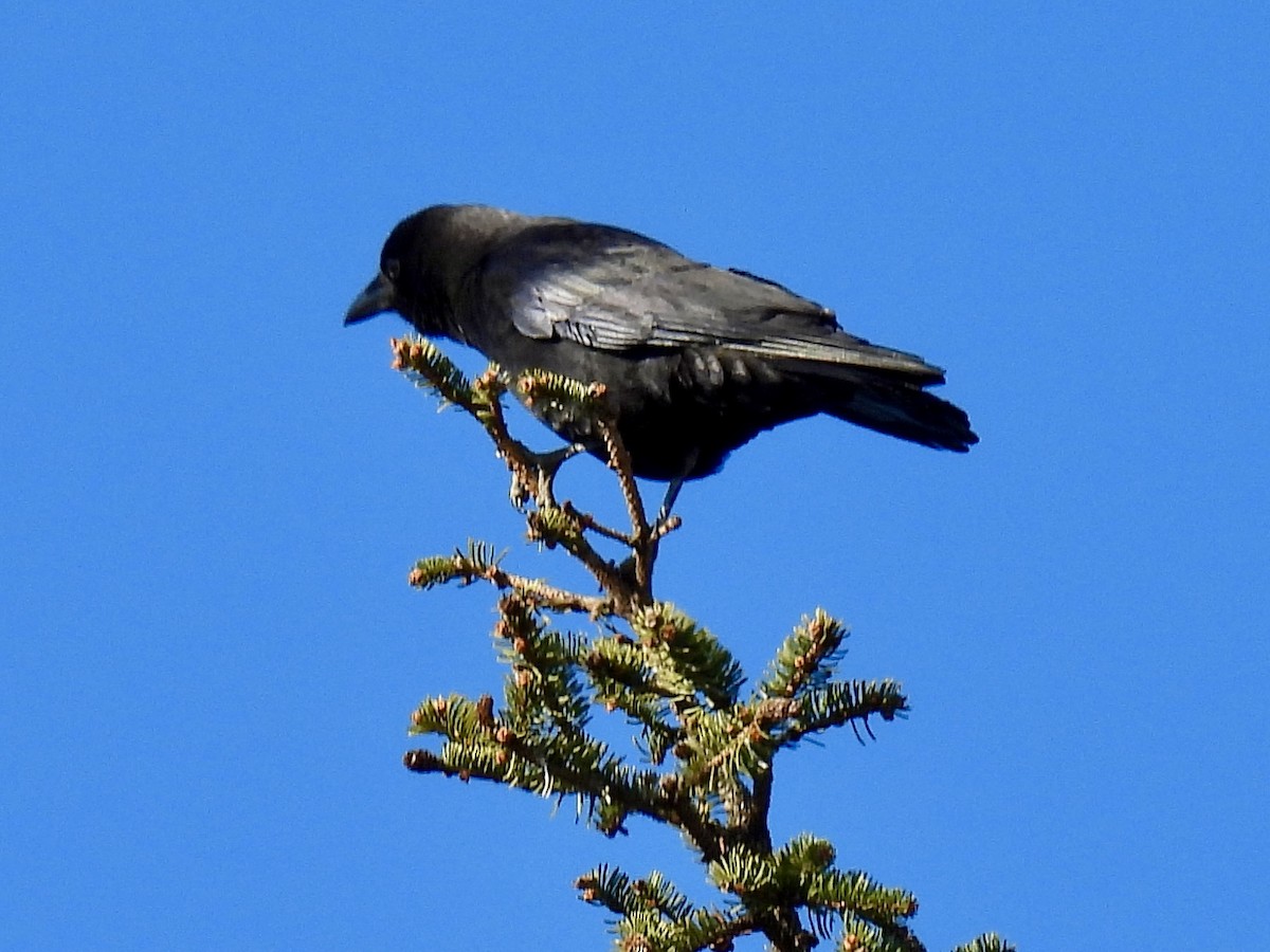 Cuervo Americano - ML646122389