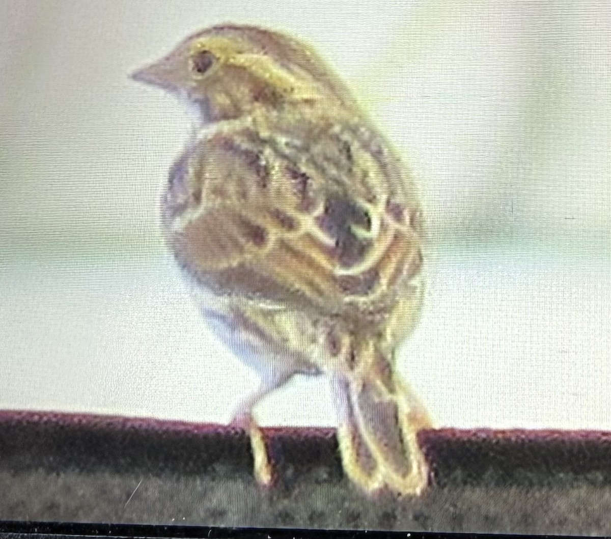 Savannah Sparrow - ML646122395
