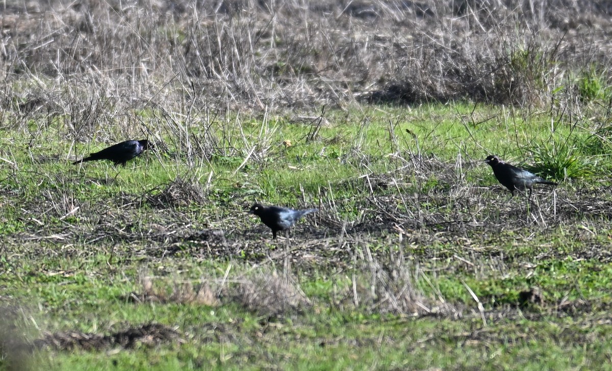 Brewer's Blackbird - ML646122425