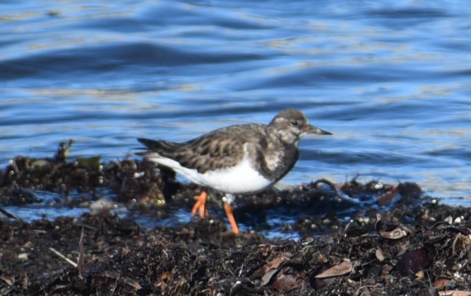 Ruddy Turnstone - ML646122429