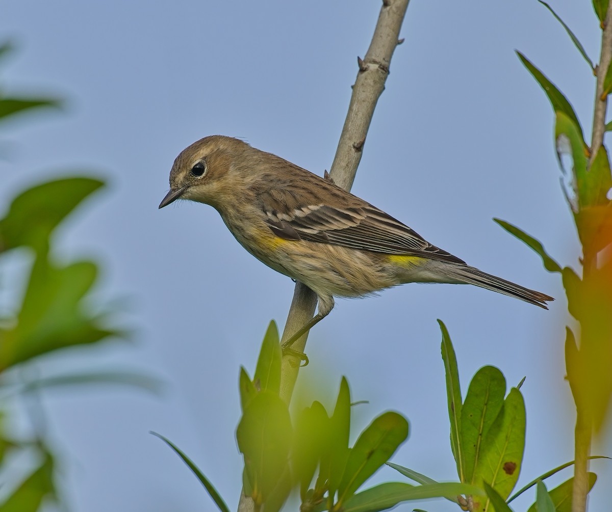 Yellow-rumped Warbler - ML646122430