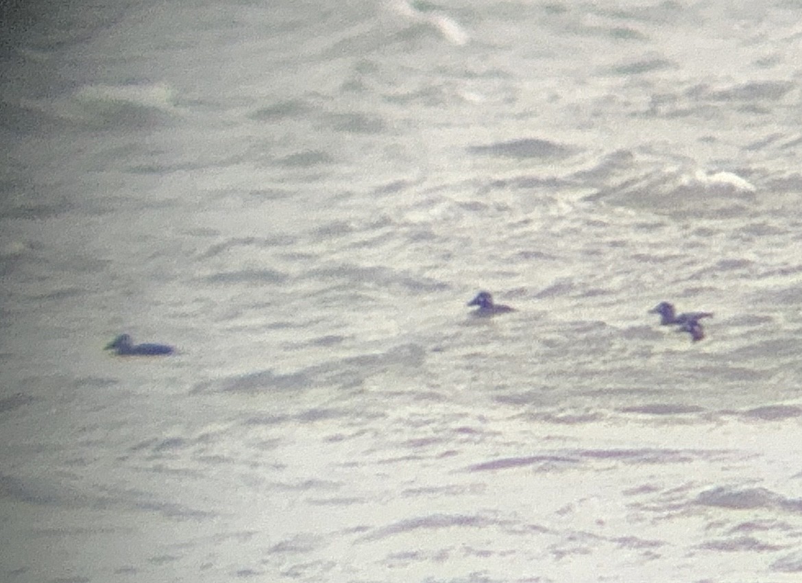 Surf Scoter - ML646122431