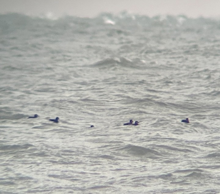 Surf Scoter - ML646122432