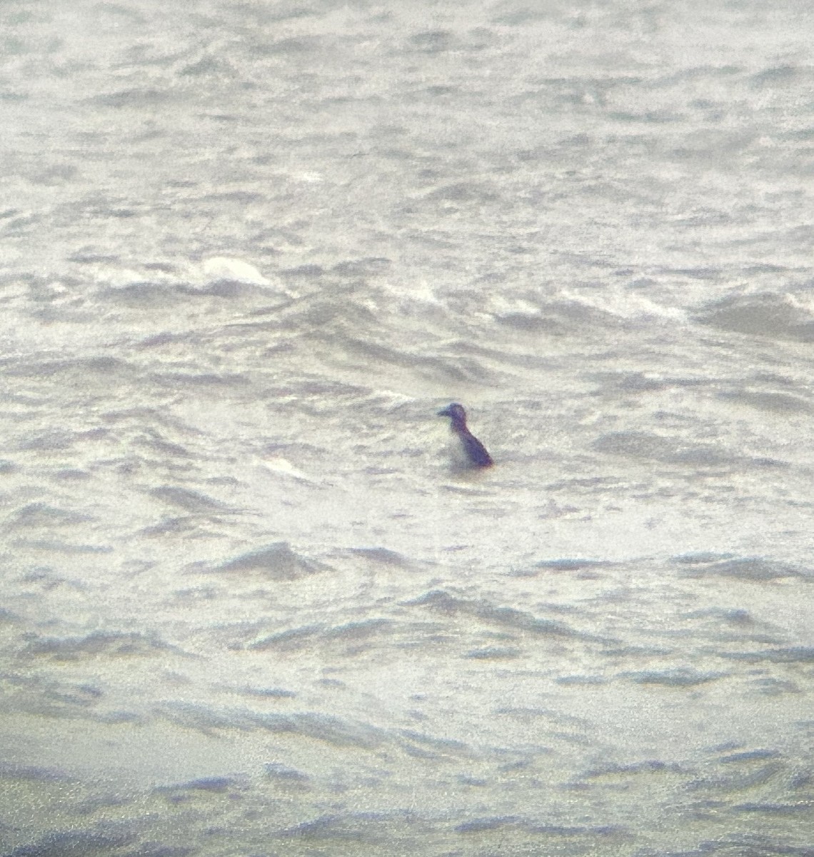 Surf Scoter - ML646122433