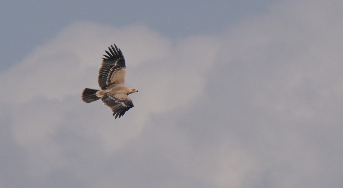 Tawny Eagle - ML646122435